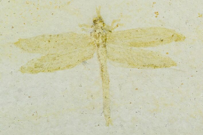 Fossil Dragonfly (Tharsophlebia) - Solnhofen Limestone #129245